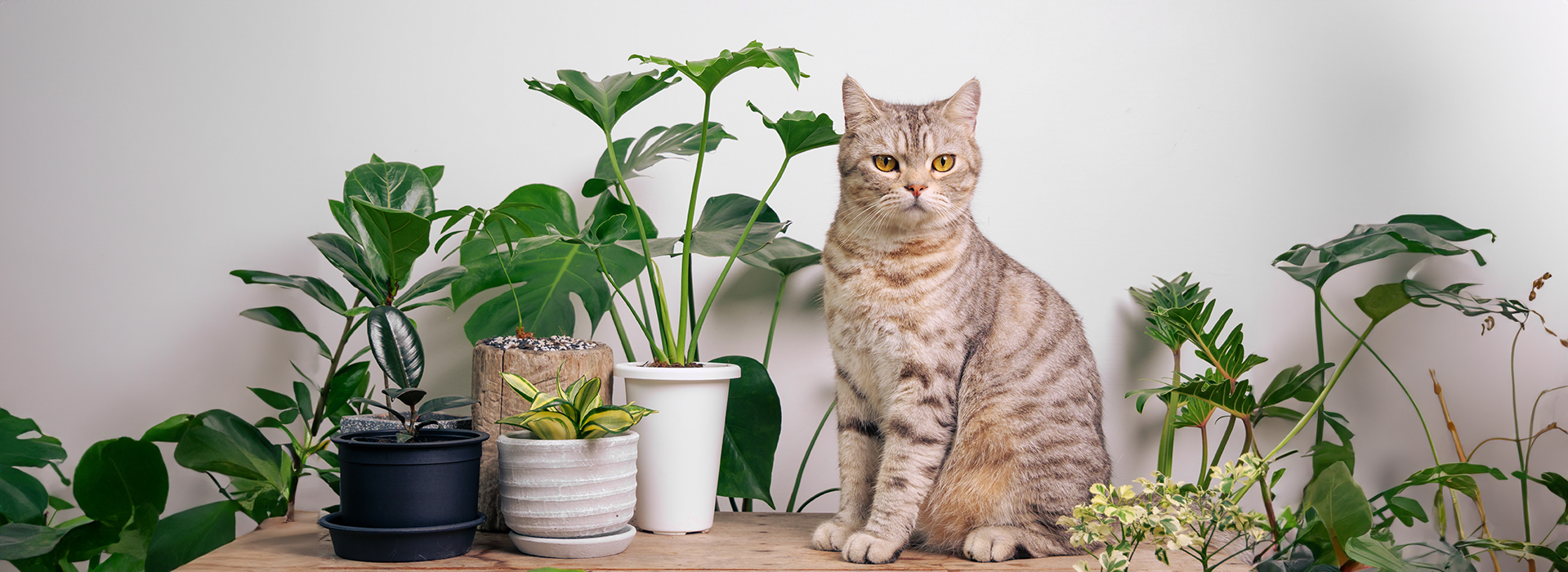 Verde e Seguro: Plantas Seguras para seus Gatos