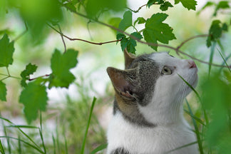 Plantas Que Fazem Mal Para o Gato: Conheça as Espécies Tóxicas