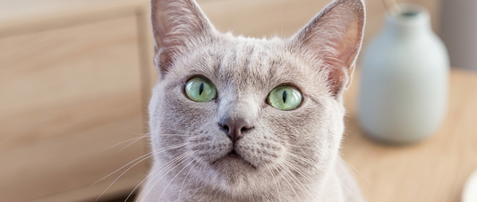 Como os gatos treinam seus humanos sem que eles percebam