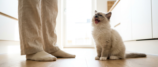 O Que Seu Gato Quer Dizer? Entenda os Sinais Secretos dos Felinos