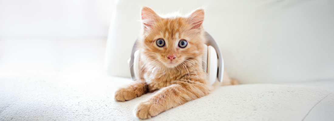 CatZen: Músicas Criadas Para Relaxar Gatos São Um Sucesso