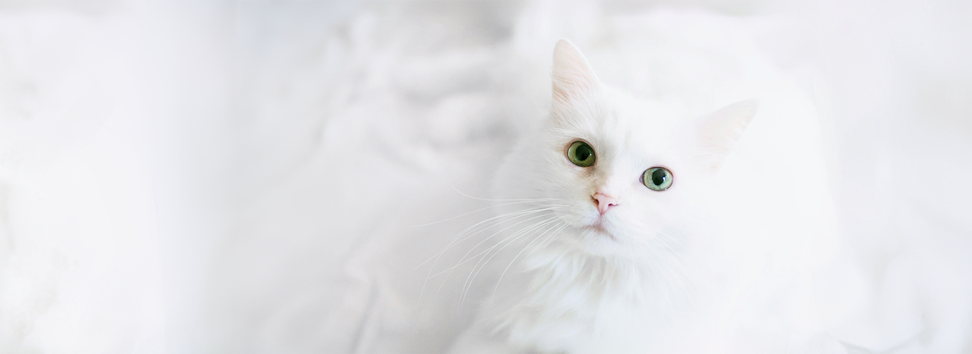 9 mitos sobre gatos: desvendando as verdades felinas