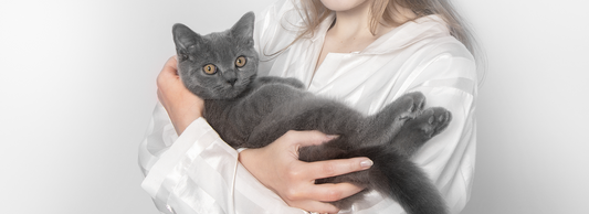 Amizade Felina: Como Construir um Vínculo Sólido com Seu Gato