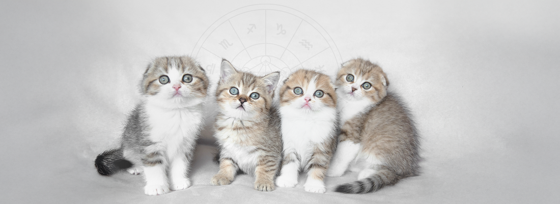 Qual gato combina como seu signo?