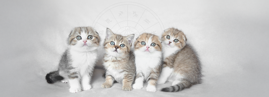 Qual gato combina como seu signo?