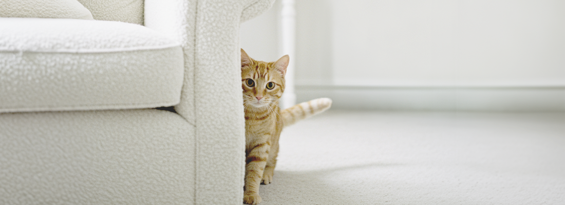 Por que os gatos se escondem em cantinhos pela casa?