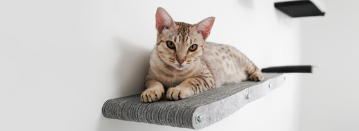 A Importância da Verticalização dos Espaços para Gatos
