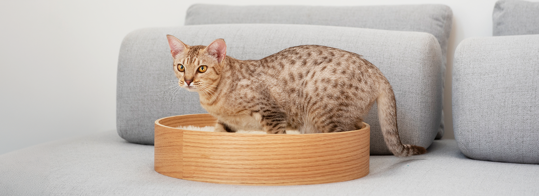 Ocicat
