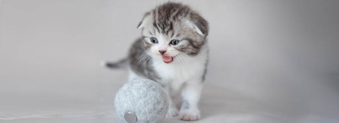 Scottish Fold
