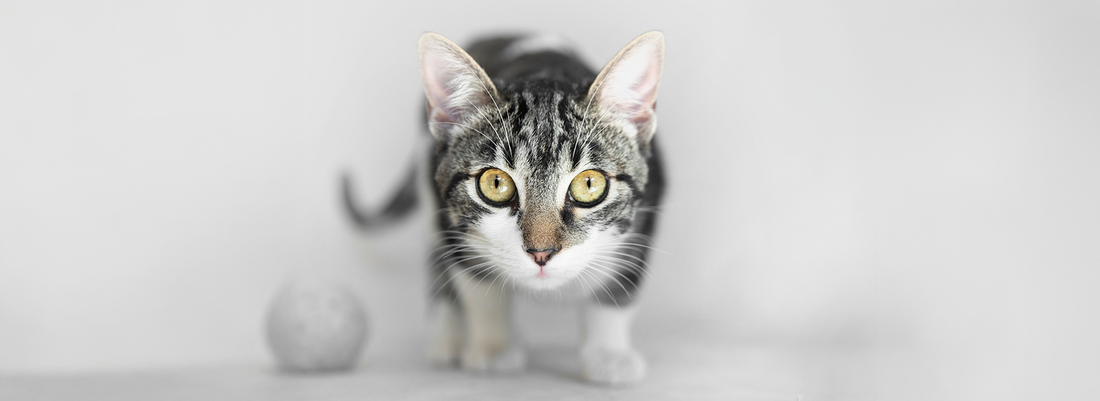 Você Está (ou Estava) Pronto para Adotar um Gato?