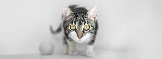 Você Está (ou Estava) Pronto para Adotar um Gato?