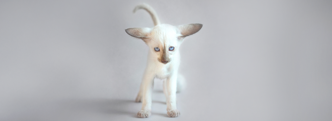 Como brincar com o seu gato?