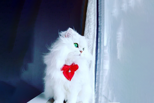 Como Adaptar Gatos A Uma Nova Casa
