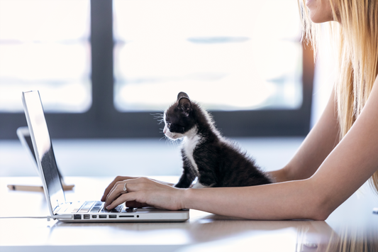 Gateiros de Primeira Viagem: Dicas Para Você Adotar Seu Primeiro Gatinho (parte 1)