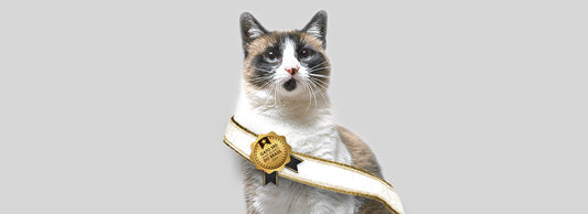 O Gato SRD Mais Bonito do Brasil 2024