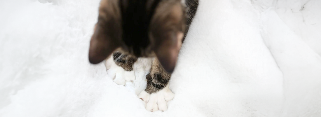Gato amassando pãozinho: entenda esse comportamento!