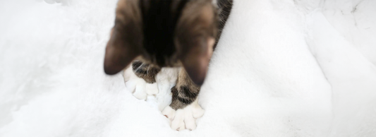 Gato amassando pãozinho: entenda esse comportamento!