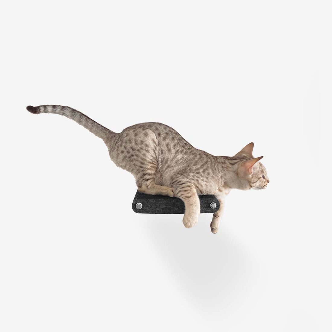 Gatificação Vertical – A Importância de um Playground para Gatos