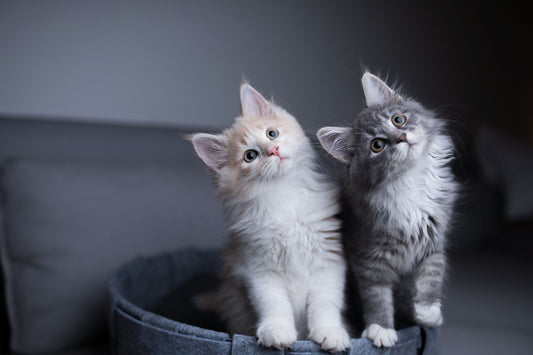 Quantas Vidas Tem um Gato?