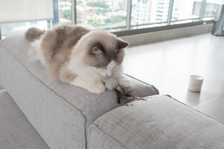 Quais os Melhores Tecidos para o Sofá de Quem Tem Gato?