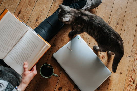 6 Livros Deliciosos Para os Apaixonados por Gatos