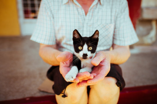 Cat People - A Série do Netflix Feita Para Quem Ama Gatos
