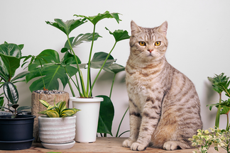 Verde e Seguro: Plantas Seguras para seus Gatos