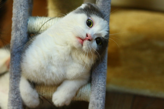 Gateiros de Primeira Viagem: Dicas Para Você Adotar Seu Primeiro Gatinho (parte 2)