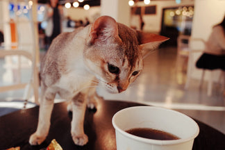 Cat Cafés: Saiba Tudo Sobre os Cafés Que Vêm Acompanhados de um Gatinho
