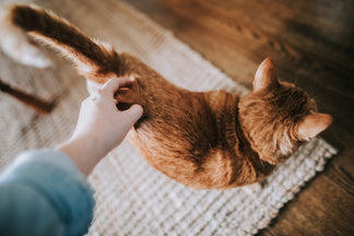 Cat Sitter - O Guia Completo Para Ajudar Você na Hora de Deixar Seu Gato em Casa