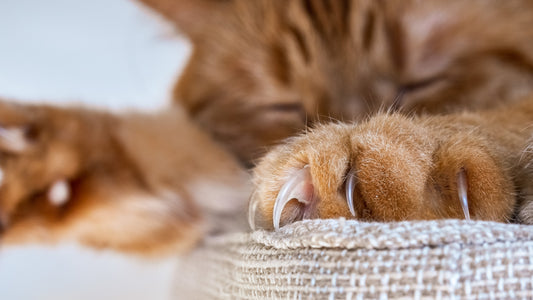 Como Cortar as Unhas de Seu Gato - Manual para um Gateiro Consciente
