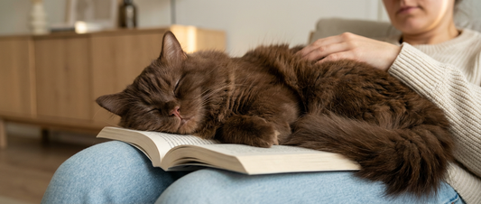 O bichano mais literário da casa: 10 livros felinos para celebrar o Dia do Livro