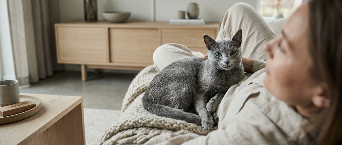 gato adaptado ao humano post gateiro consciente