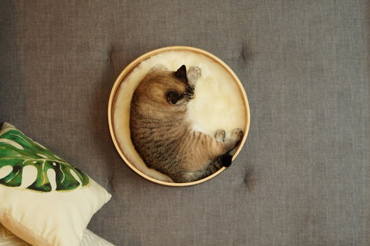 gato dormindo demais na cama wool