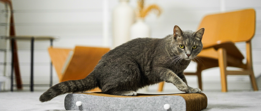 Quantos arranhadores um gato realmente precisa?