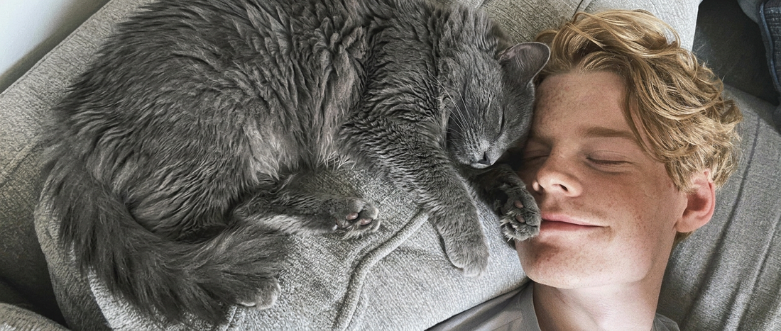 Por que os gatos escolhem uma pessoa favorita?