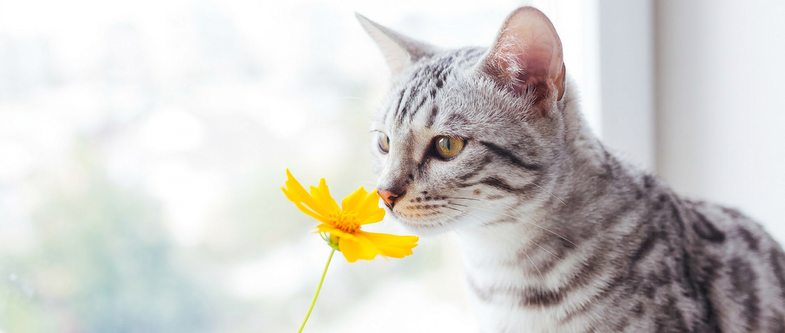 Seu gato vive em um mundo que você não consegue sentir