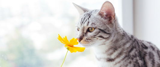 Seu gato vive em um mundo que você não consegue sentir