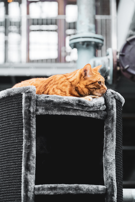 Arranhador para Gatos: 6 Dicas Úteis para Manter Seus Móveis Intactos