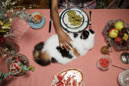 12 Alimentos Que Seu Gato Nunca Pode Comer