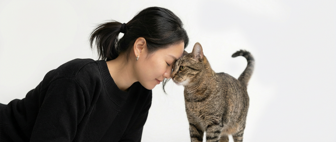 seu gato esta te drogando gateiro consciente
