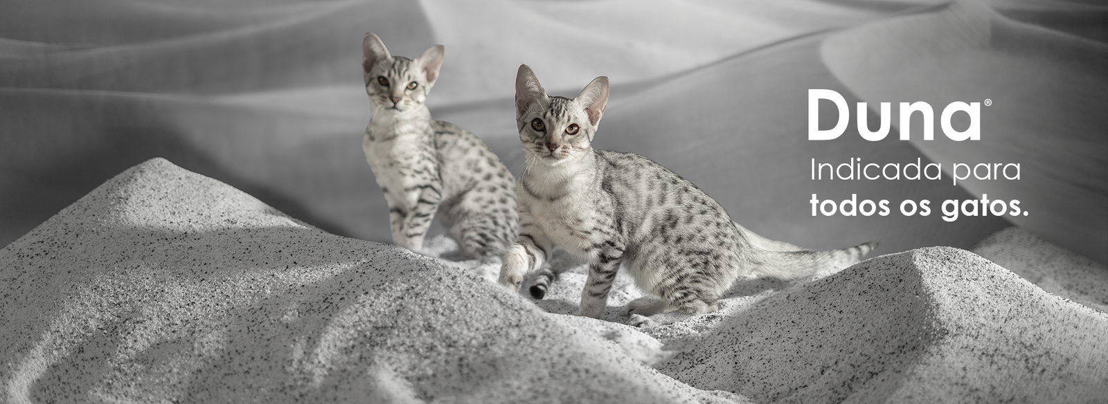 Duna: indicada para todos os gatos