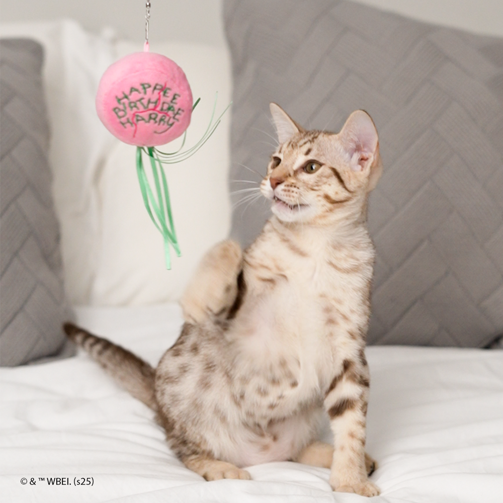 happee birthdae harry