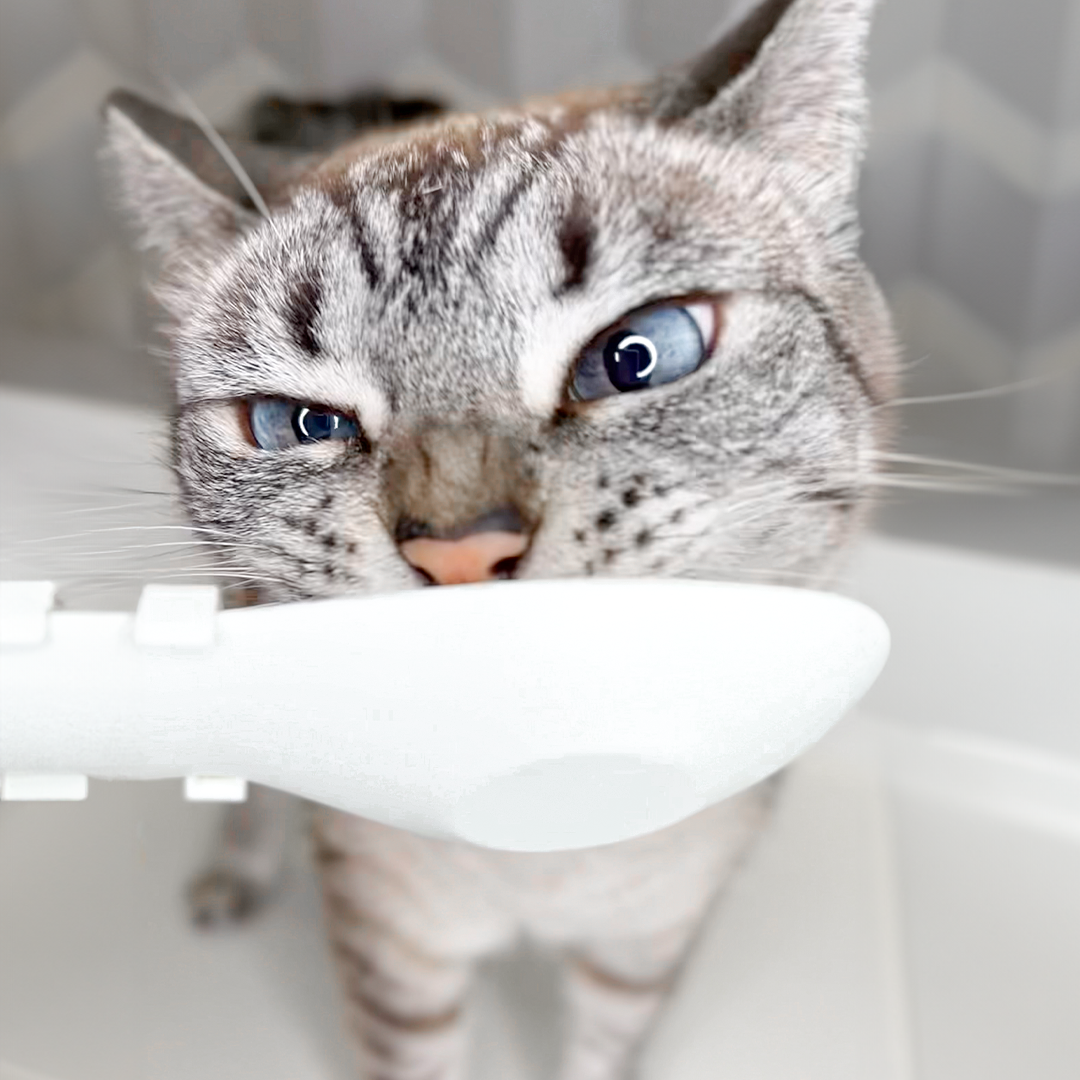 Cat Spoon - Alimentador para sachês em tubinho