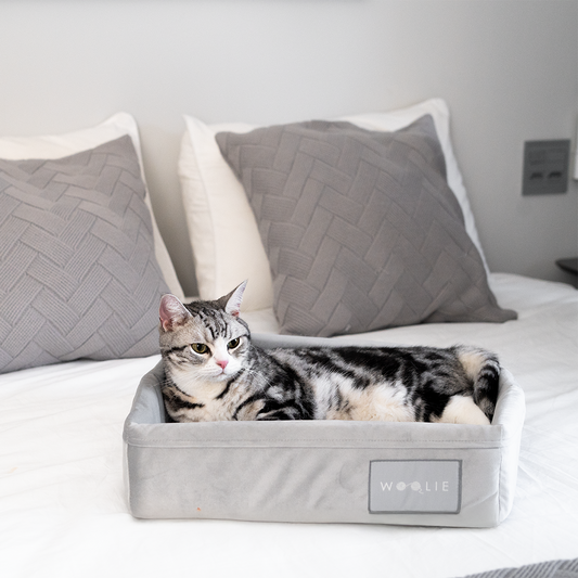 Cama Spot Lush - Cinza