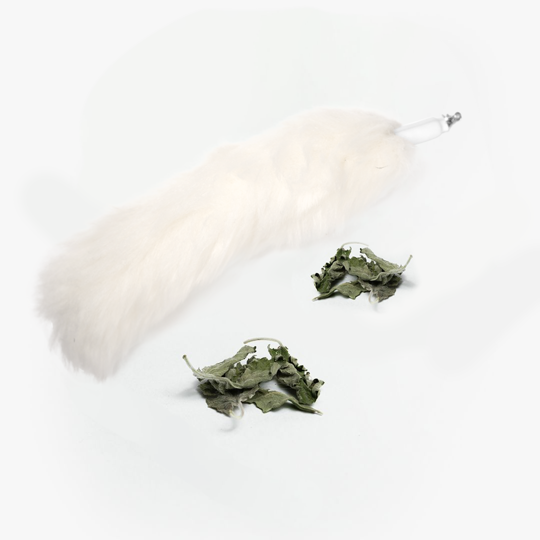 mov fluffy com catnip