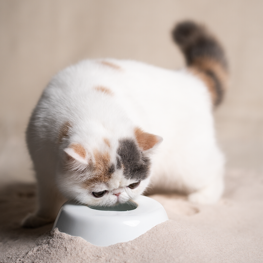 Outlet - Bebedouro de Água Persian