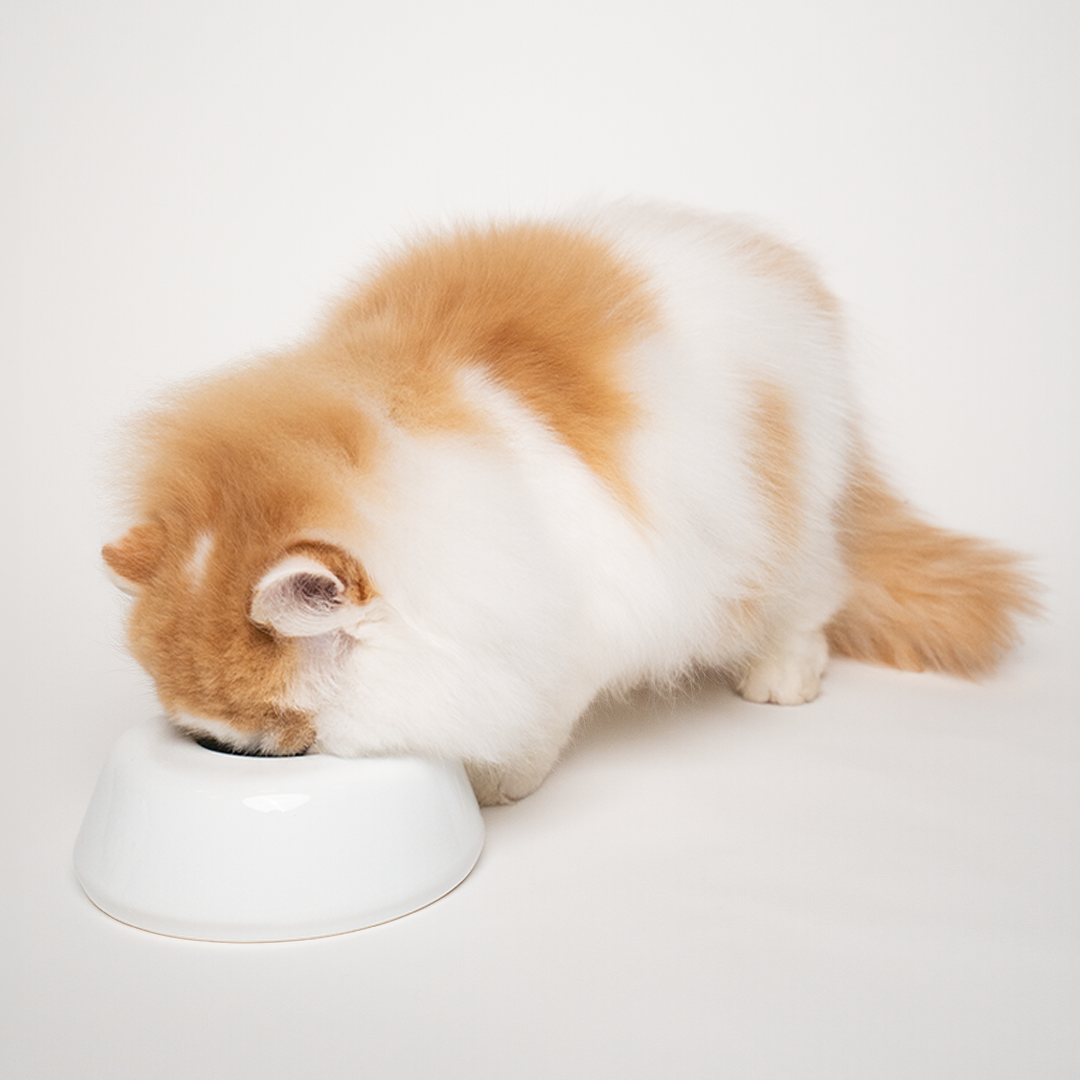 persian branco