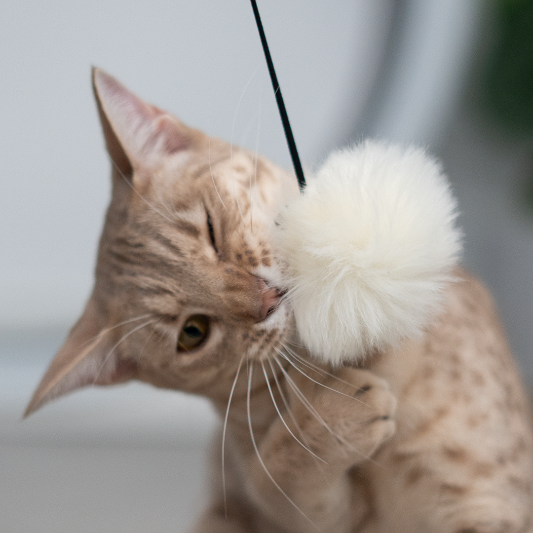 Pompom com Catnip em Folhas