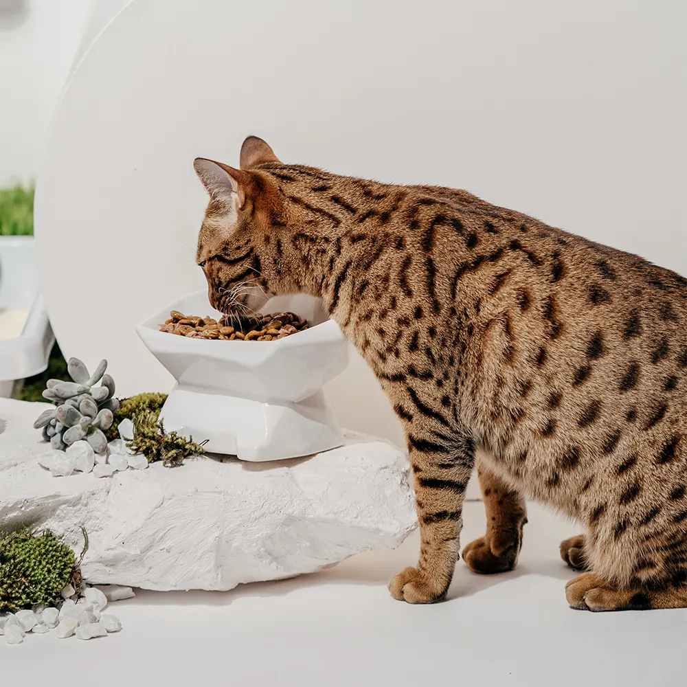 Gato comendo no comedouro GEO elevado, com a coluna alinhada